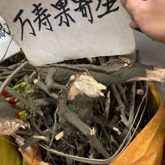 玉林万寿果，拐枣寄生