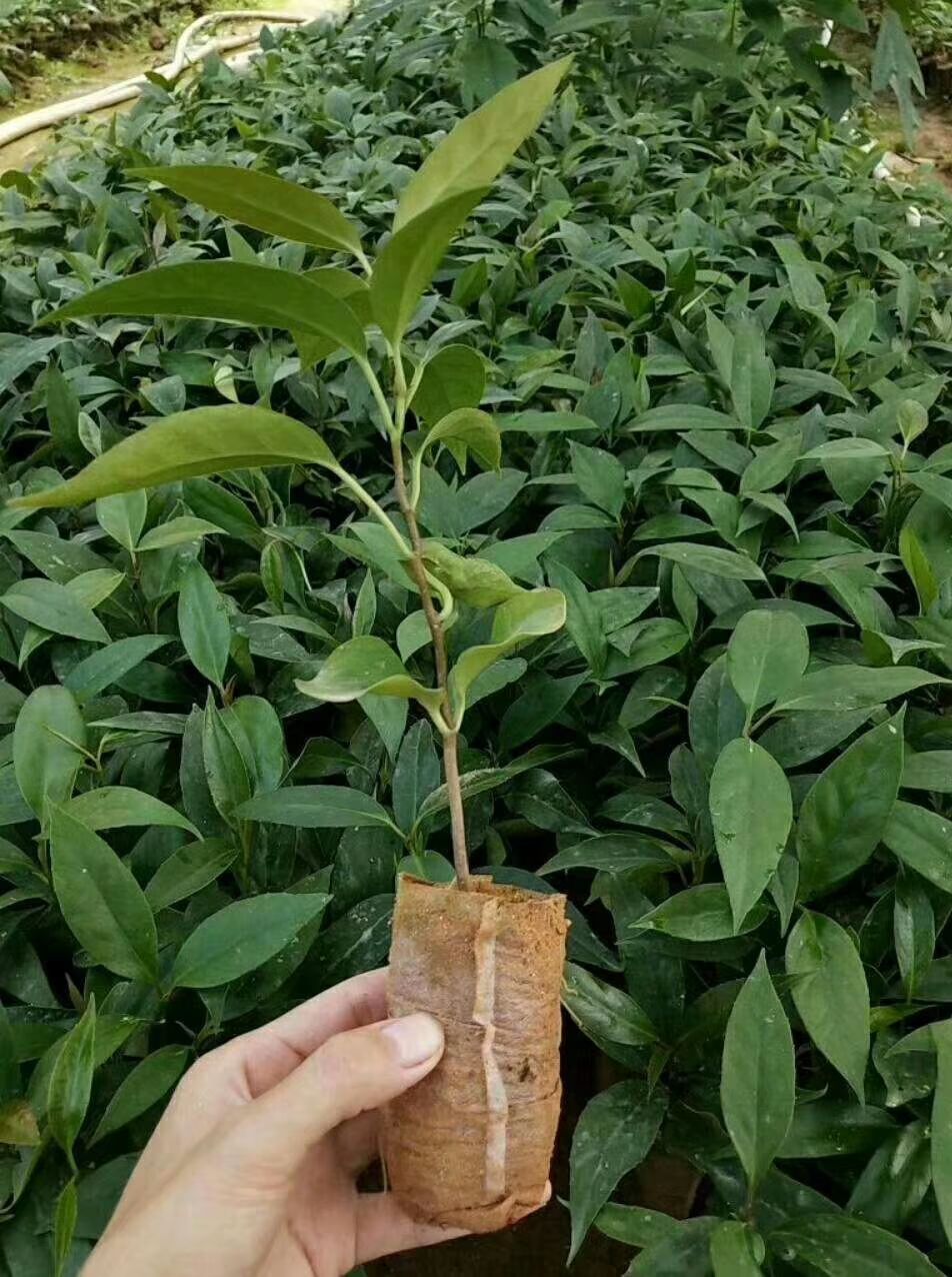 粉紅黑老虎苗  黑老虎苗也叫布福娜，帶營養(yǎng)杯發(fā)貨