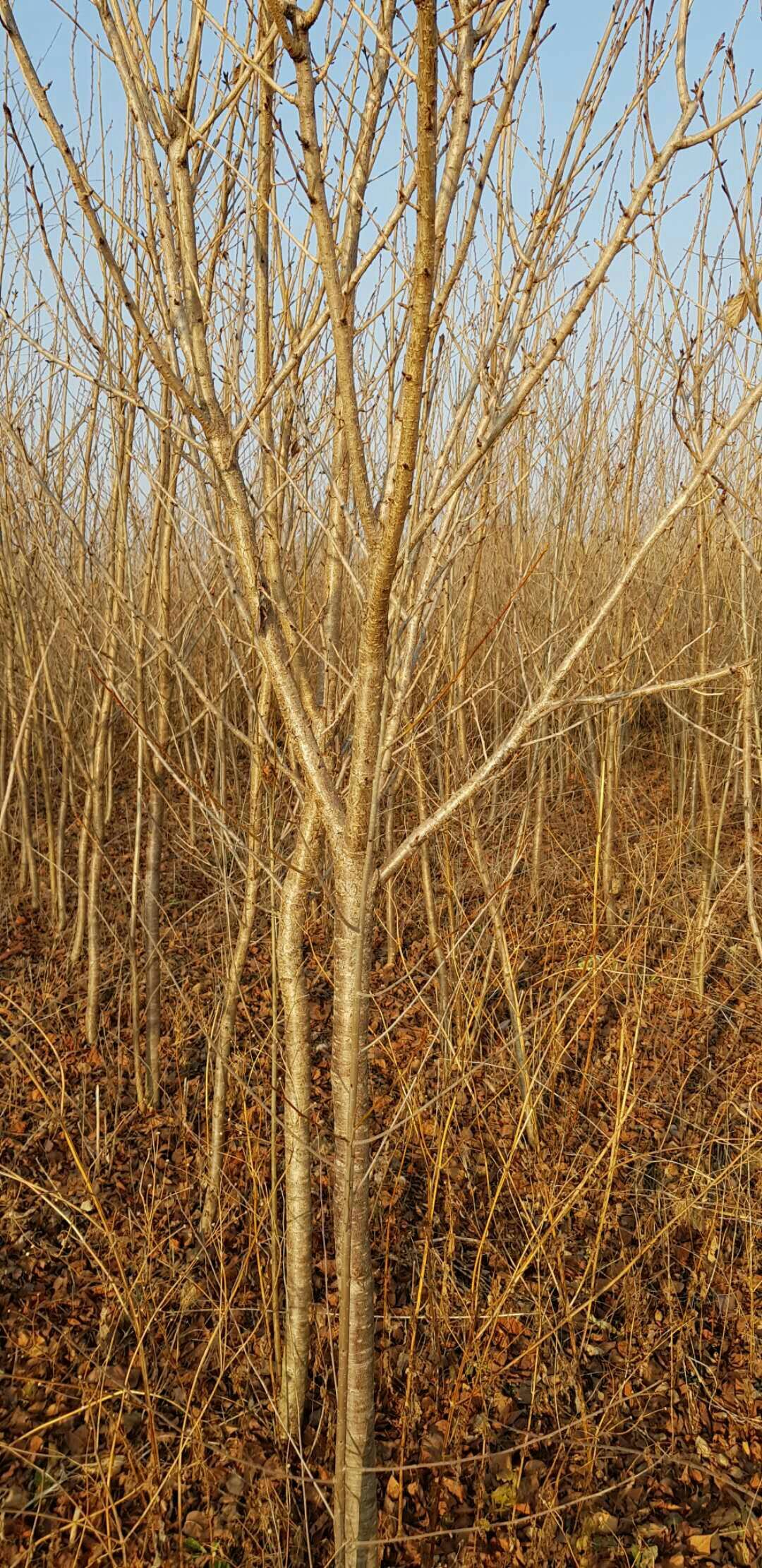  出售花椒苗，樱花苗，车厘子，苹果苗，核桃苗，华山松，等等各