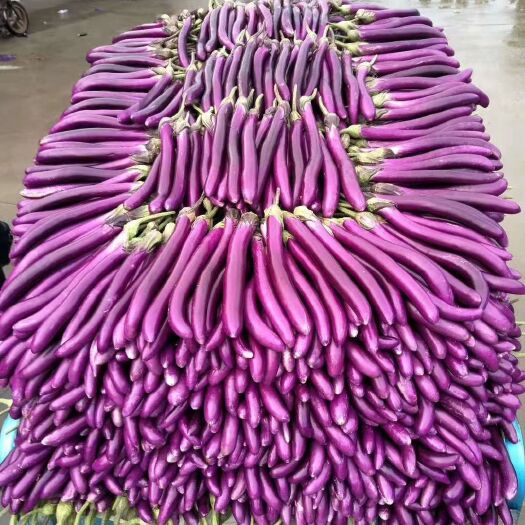 兰陵县 红线茄