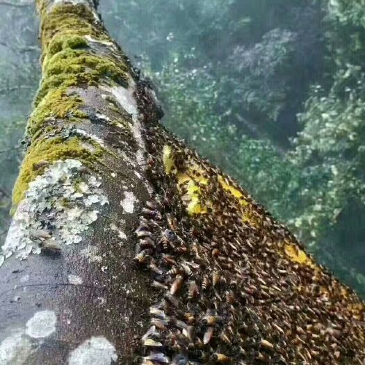 南宁 本人供应纯野生蜂蜜，原始森林的挂蜂蜜
