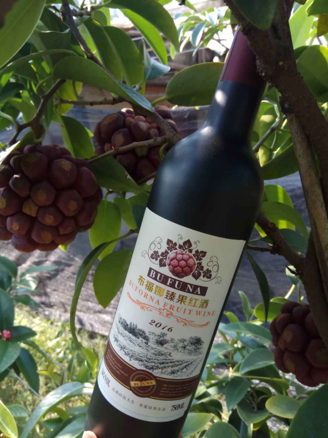 粉紅黑老虎苗  黑老虎苗也叫布福娜，帶營養(yǎng)杯發(fā)貨