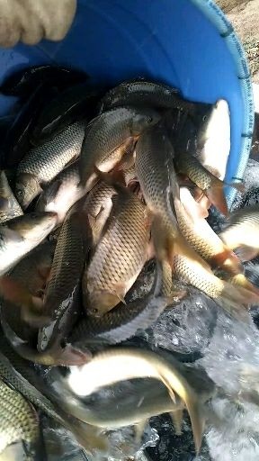 常德鲤鱼苗