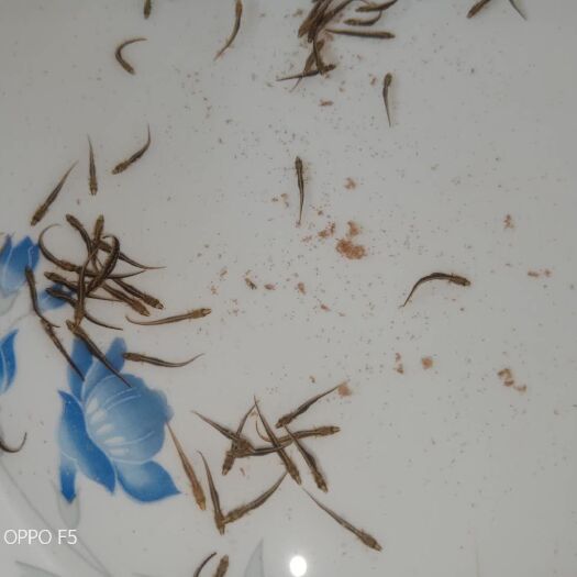 南宁 中华大刺鳅鱼苗出售