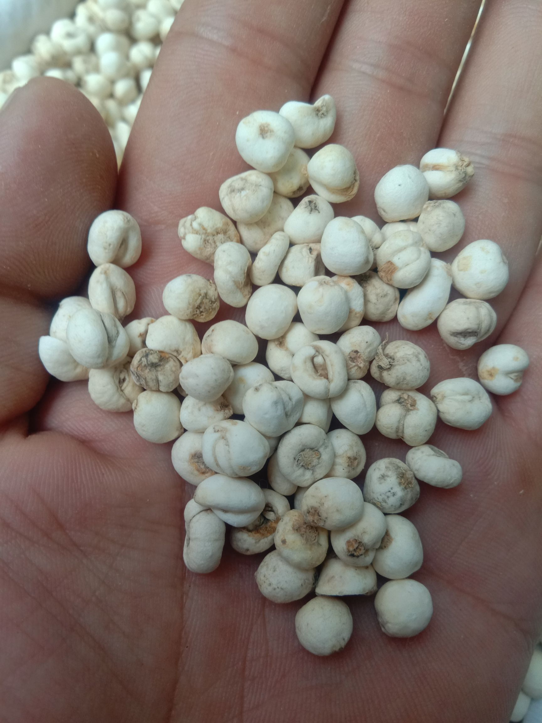 [平贝母批发]平贝母 平贝价格325元\/公斤 1公斤