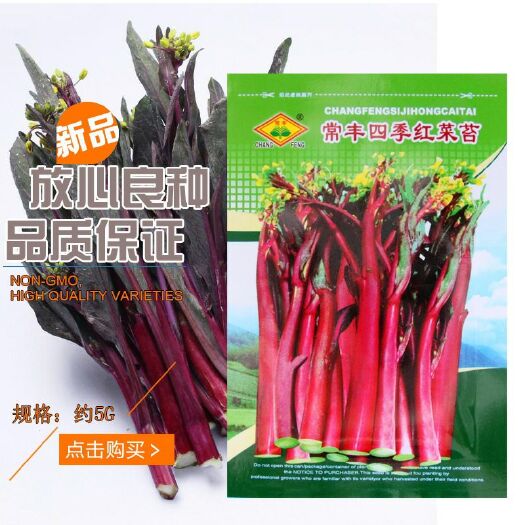 南靖县 常丰四季红菜苔种子红色四九菜心种子四季阳台盆栽菜籽蔬菜种子