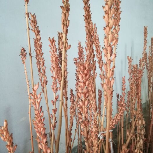 施秉县 天麻蒴果将成熟，有需要的联系，诚信经营，童叟无欺。