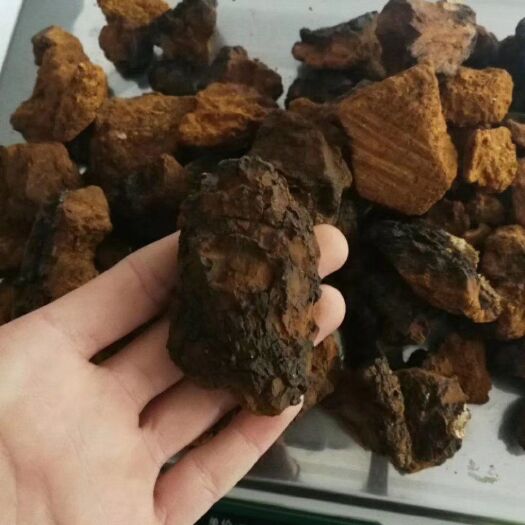 大兴安岭白桦茸 桦褐孔菌俄罗斯，原装俄罗斯，块干度好