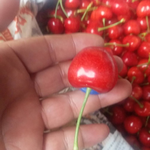绥中县大樱桃 沙蜜豆美早