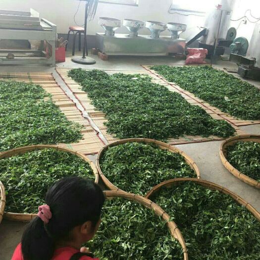 青岛海青绿茶 一级 袋装