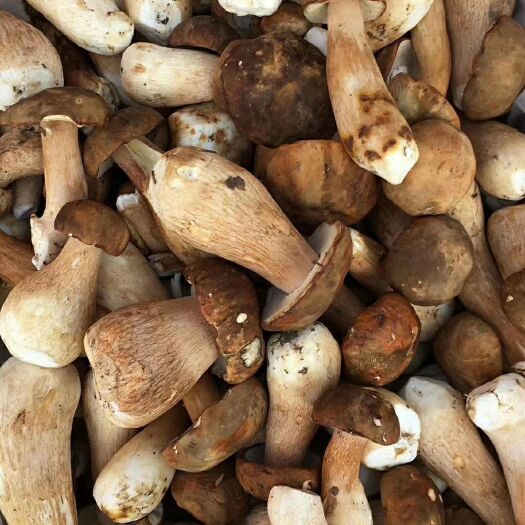 昆明 各种野生牛肝菌上市种中