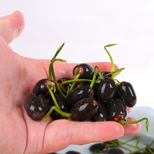  【碗莲水培植物四季室内盆栽小型水养莲花睡莲花种子水生荷花种籽