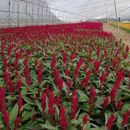 青州市草花