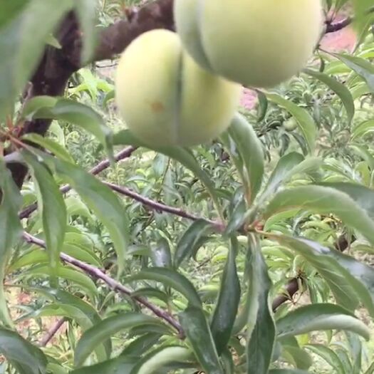 镇宁县 清脆蜂糖李