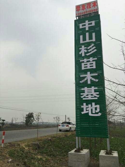 401中山杉 绿色期长的中山杉小苗哪里有  1米中山杉小苗哪里多