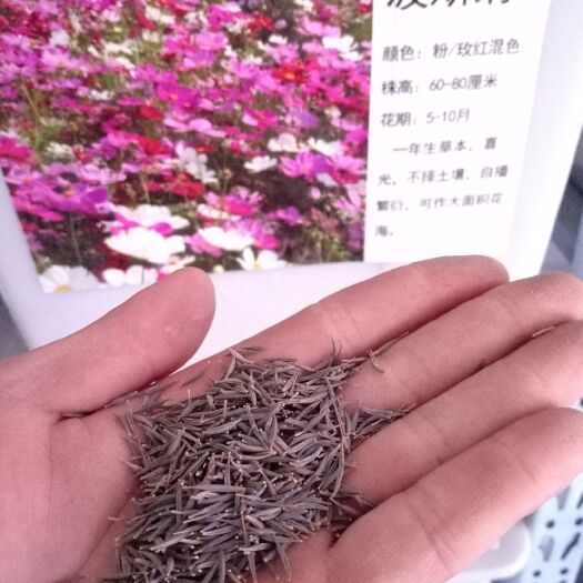 常州 波斯菊种子