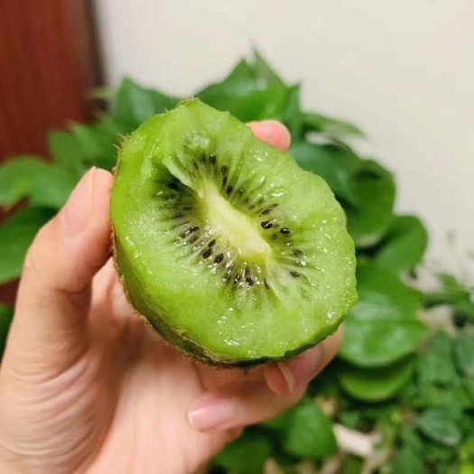 灵山县软枣猕猴桃苗 猕猴桃