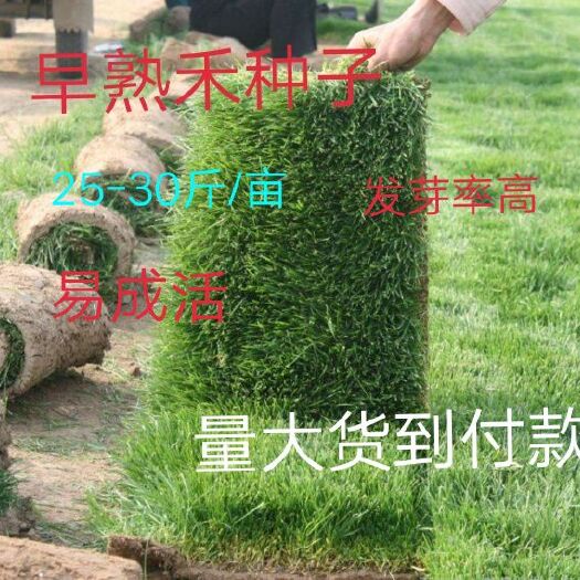 平邑县 草坪种子 早熟禾种子 净籽 高产30斤/亩