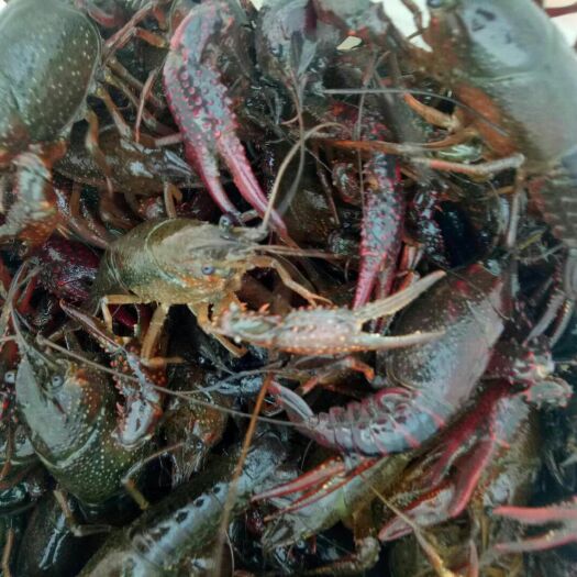 颍上县清水小龙虾 5-7钱 人工养殖