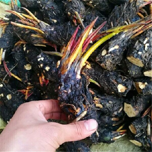 涟水县 【大睡莲根块碗莲荷花迷你小睡莲种苗水培植物大睡莲花根茎绿植
