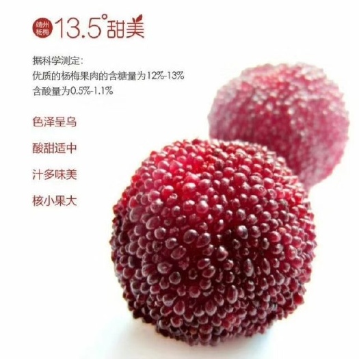 靖州县黑高峰杨梅树苗