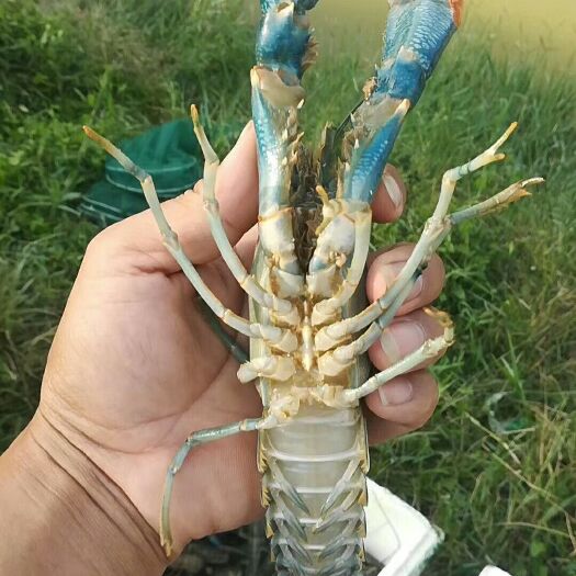 琼海市红螯螯虾  澳洲淡水龙虾2－4两商品虾出售