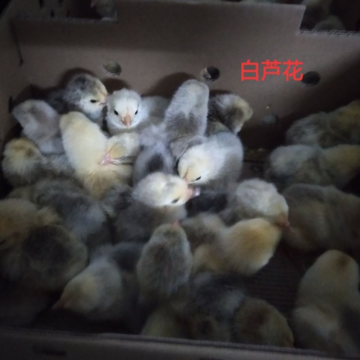 广州 白芦花鸡苗