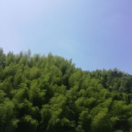 洪江市 正宗土鸡