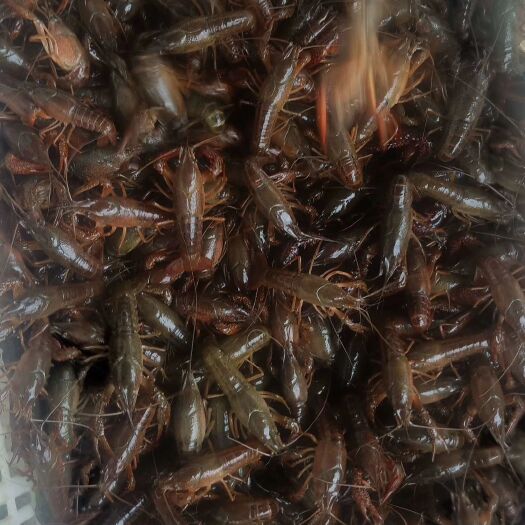 汉寿县清水小龙虾 湖虾