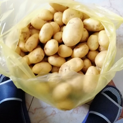 普定县 新鲜土豆
