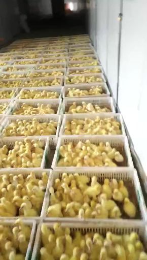 嘉祥县 大三花鹅苗