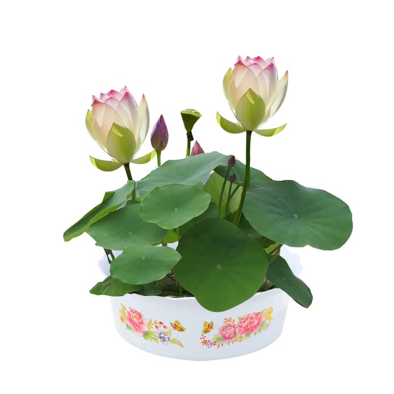  【碗莲水培植物四季室内盆栽小型水养莲花睡莲花种子水生荷花种籽