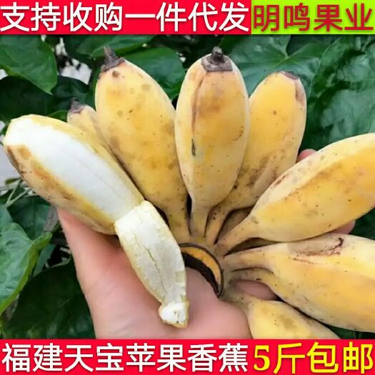 漳州 福建漳州苹果蕉2.5kg 小米蕉 香蕉 水果 5斤