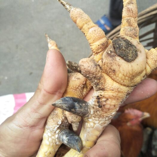 灵山县灵山土鸡 老水靓鸡，糠饭喂养