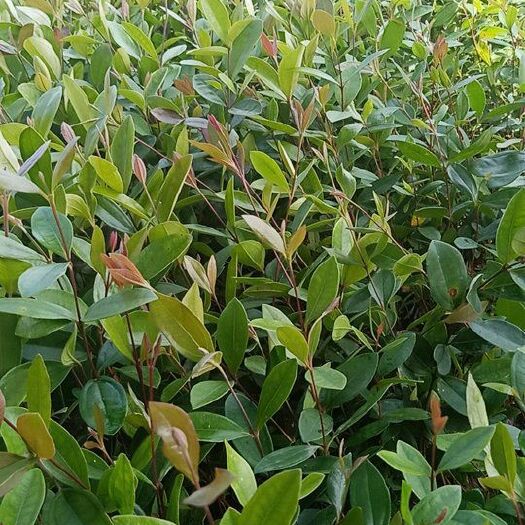 广州桃金娘苗 0.5米以下