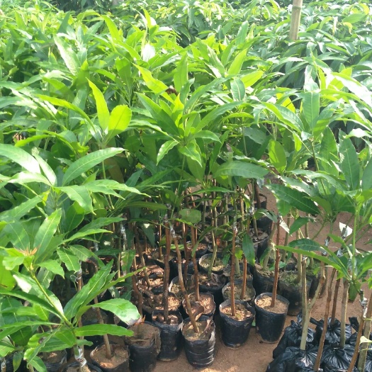 灵山县桂七芒果苗 产量高，果香甜可口