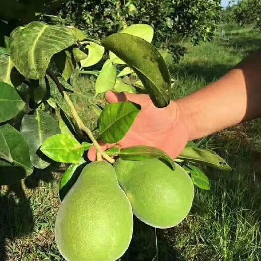 灵山县泰国青柚苗 泰国青皮红心柚产量非常高
