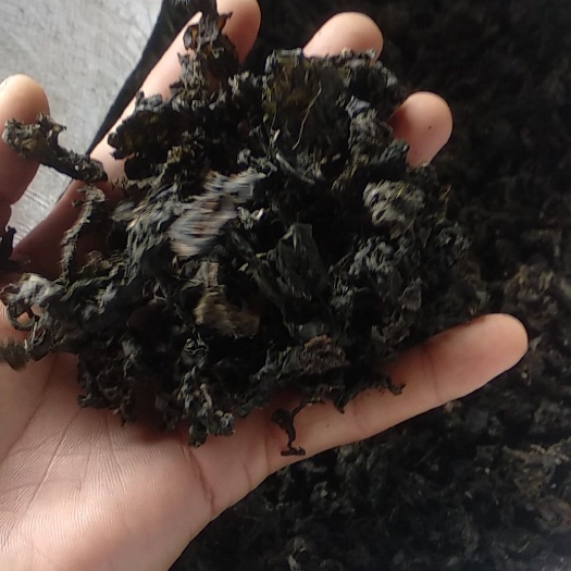旺苍县地木耳地皮菜筛选过杂质低于百分之2 干净泡发率高无土块