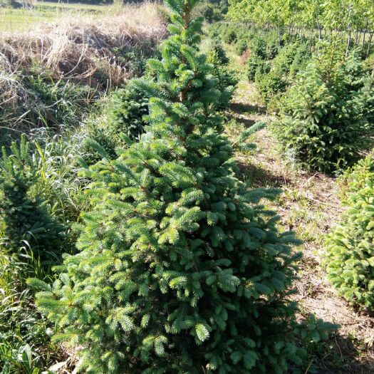 隆化县 云杉松，塔状树型，具有很高的观赏价值