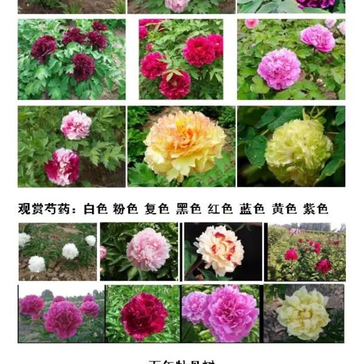 曹县精美牡丹，各种花色都有