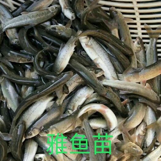 重庆市雅鱼苗 雅鱼