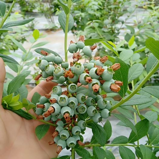 泰安 蓝莓苗，蓝丰，莱克西，北陆，钱德乐，果大产量高，当年结果苗