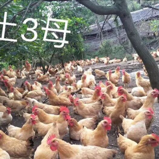 广州土鸡苗  正宗温氏土三母