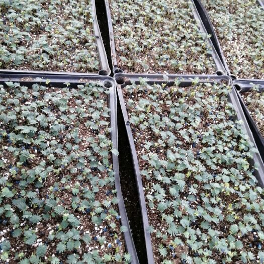 佛山银叶金合欢苗  银叶金合欢  观花植物  路道庭院都可适用