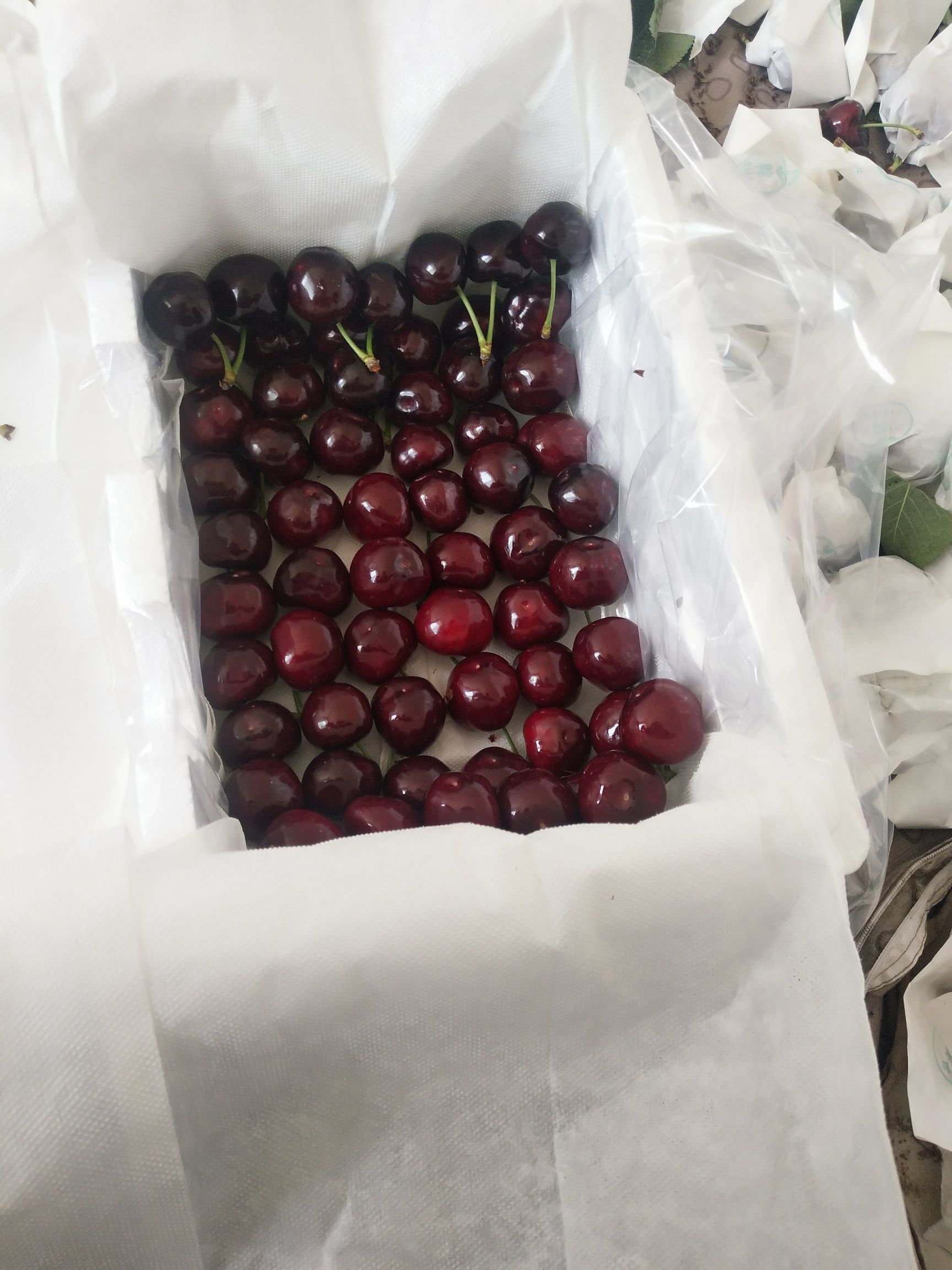  汉源高山高海拔天然大樱桃，高颜值高甜度的黑珍珠！端午节