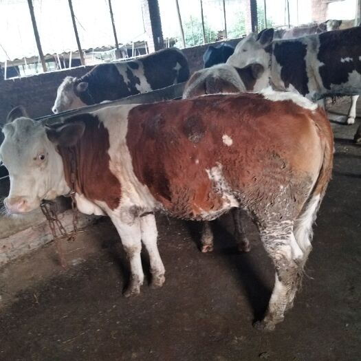 高安市肉牛  西门塔尔公母牛