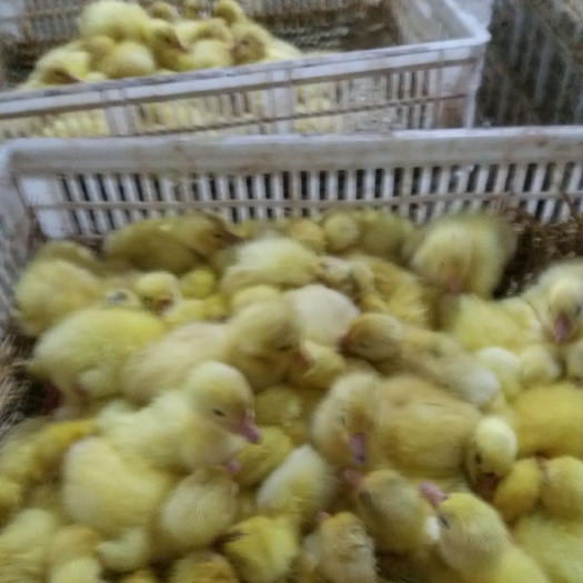 沭阳县 专业孵化鹅苗