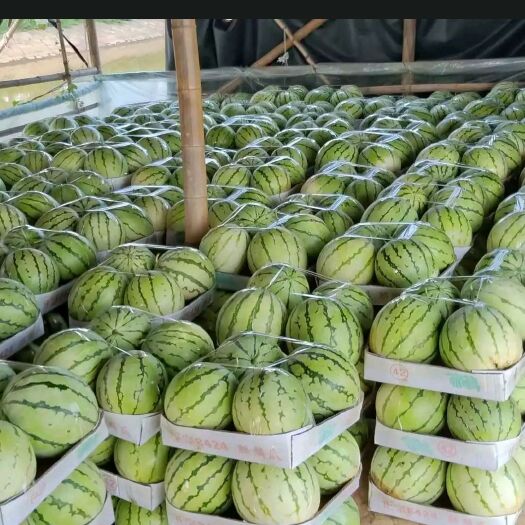 汨罗市麒麟西瓜  8424麒麟瓜久甜二号