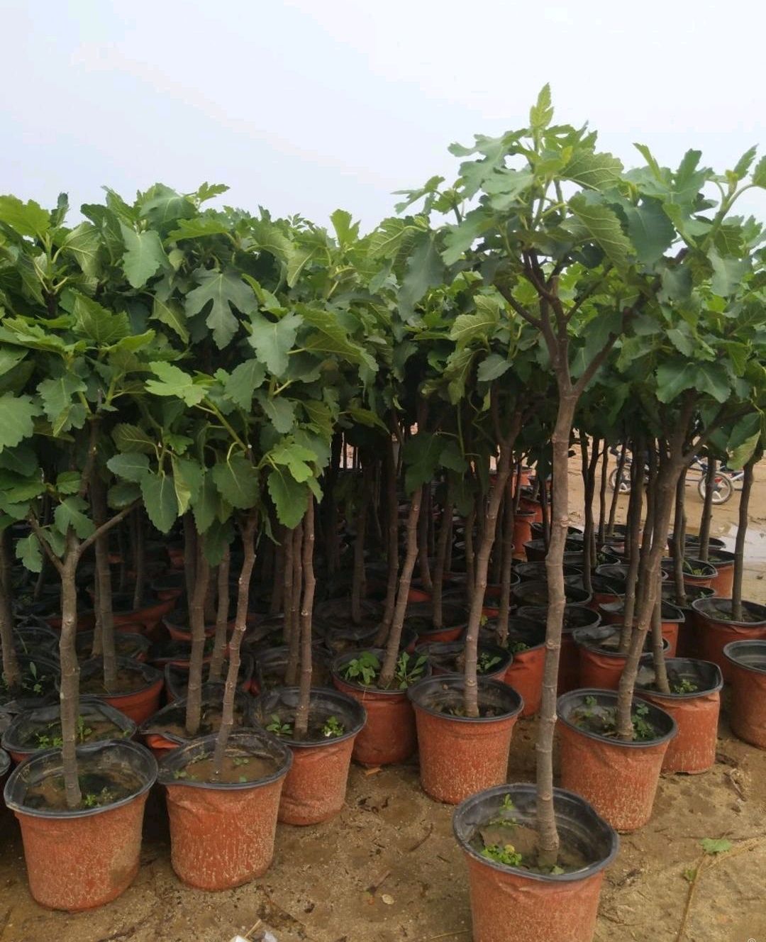 波姬红无花果苗 无花果苗，自家育苗包成活