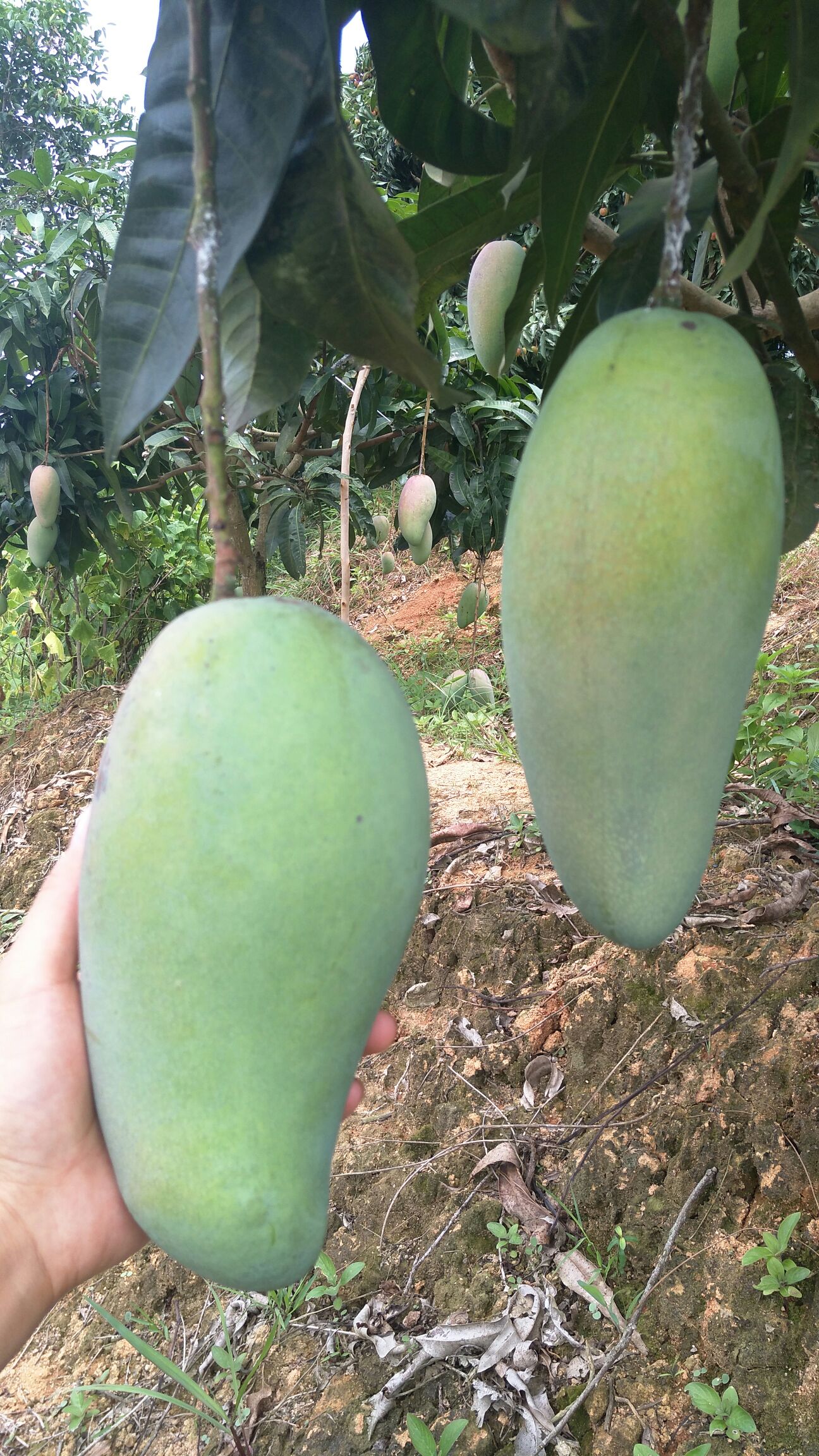 金煌芒果苗 产量高,果大